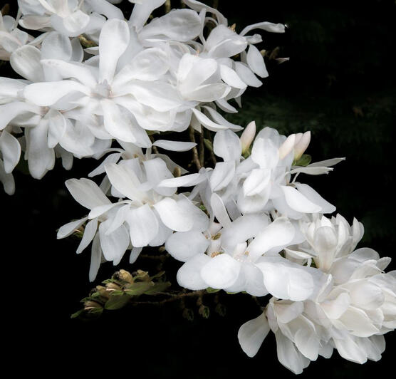 Prettiest flowers